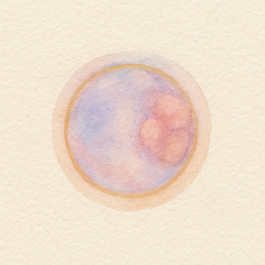A watercolour blastocyst